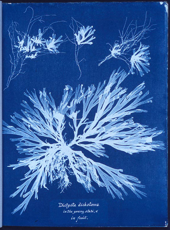 Anna Atkins Algen Cyanotypie