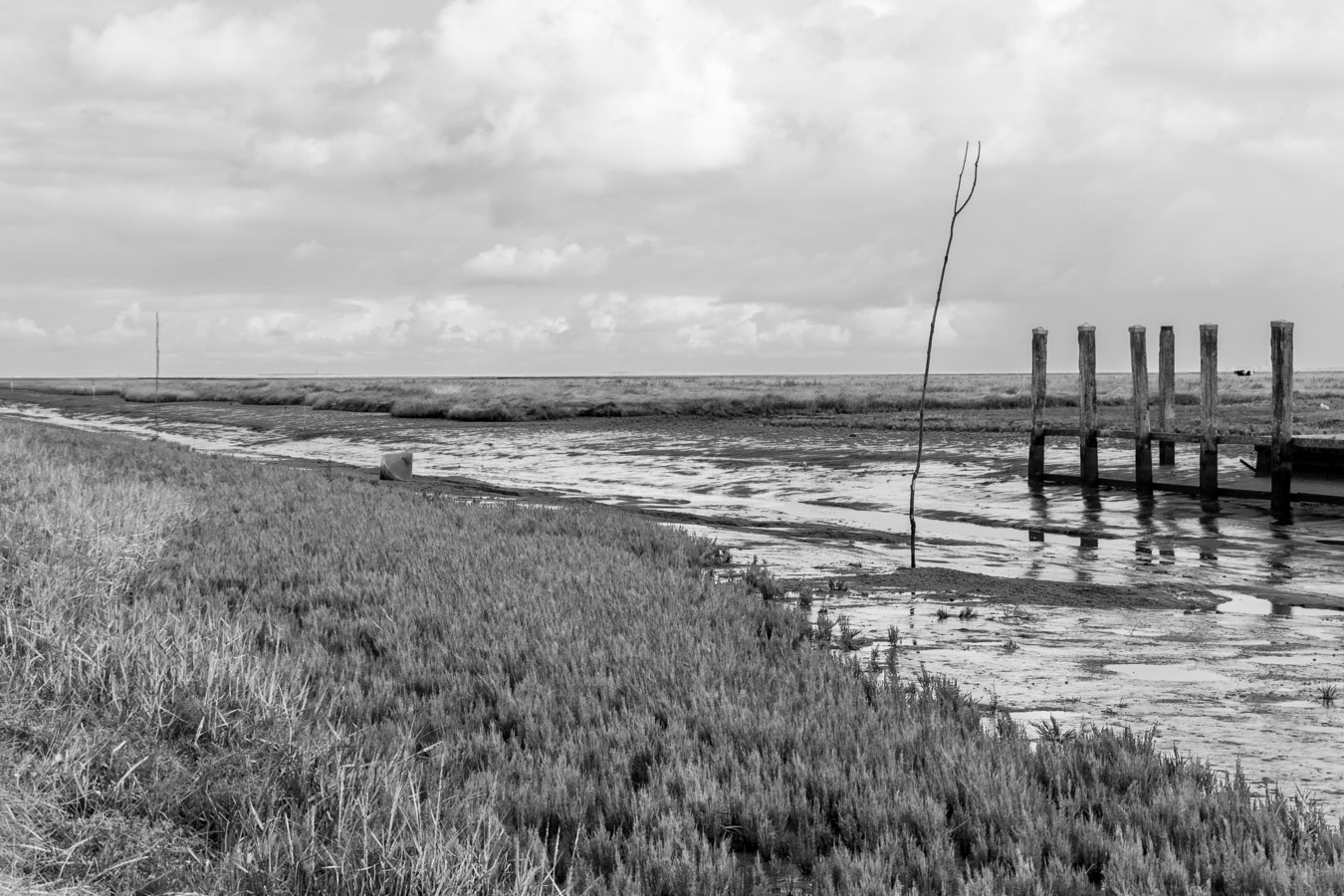 Zeekraal op de voorgrond aan de geul