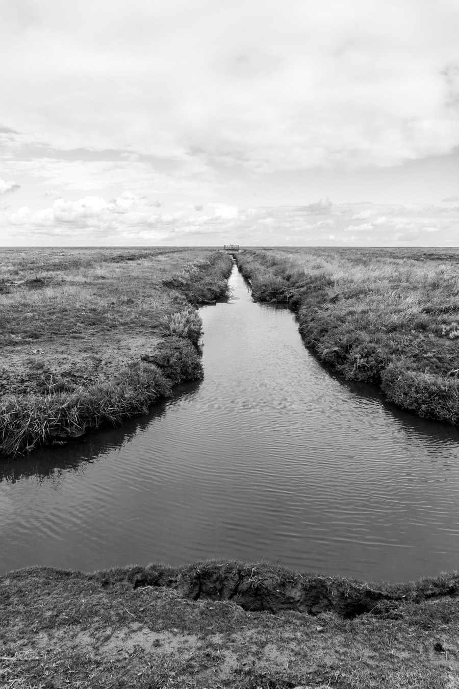 Grasland richting de Waddenzee