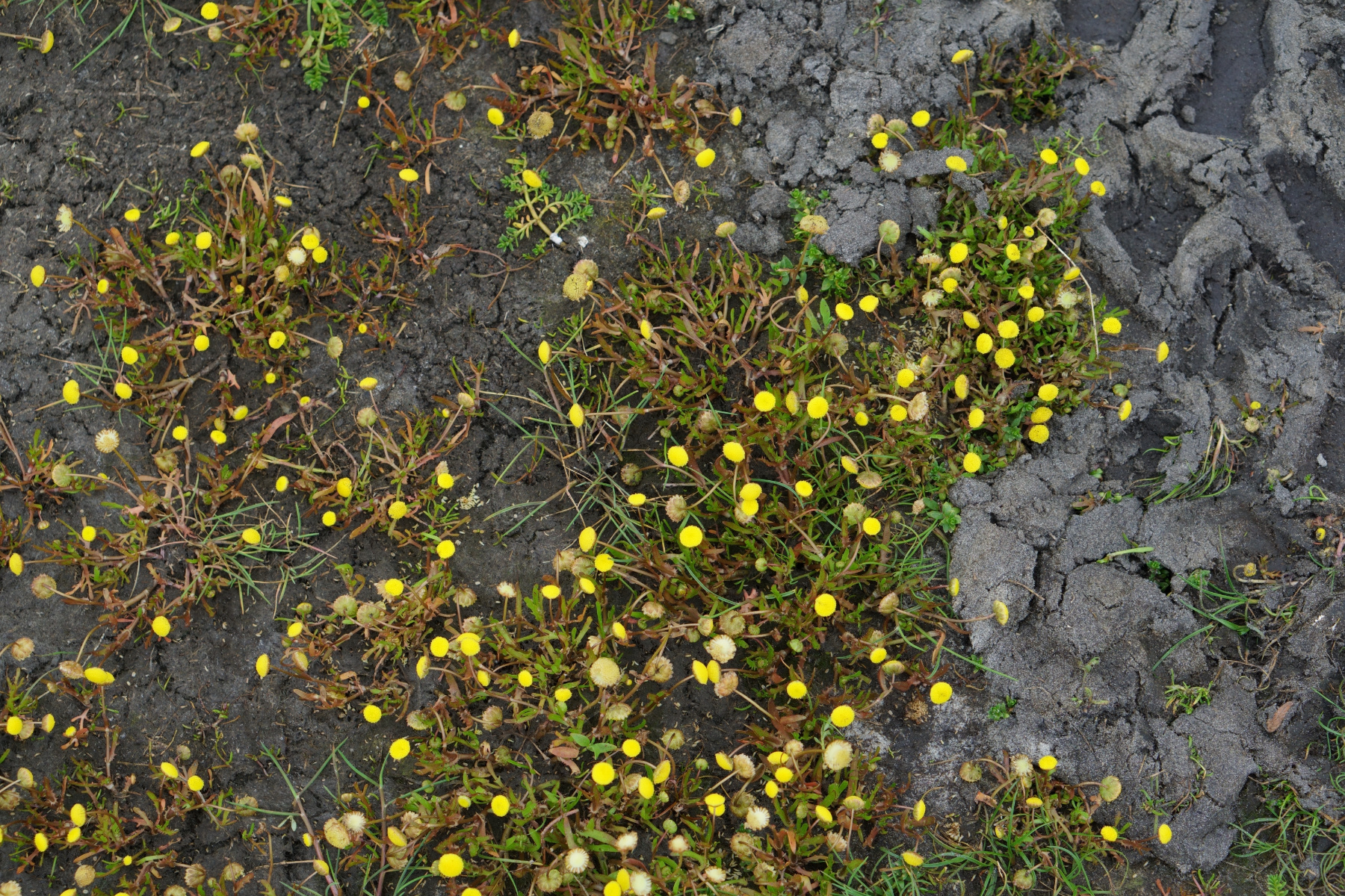 Kleine gele bloemen in het duingebied van Schiermonnikoog