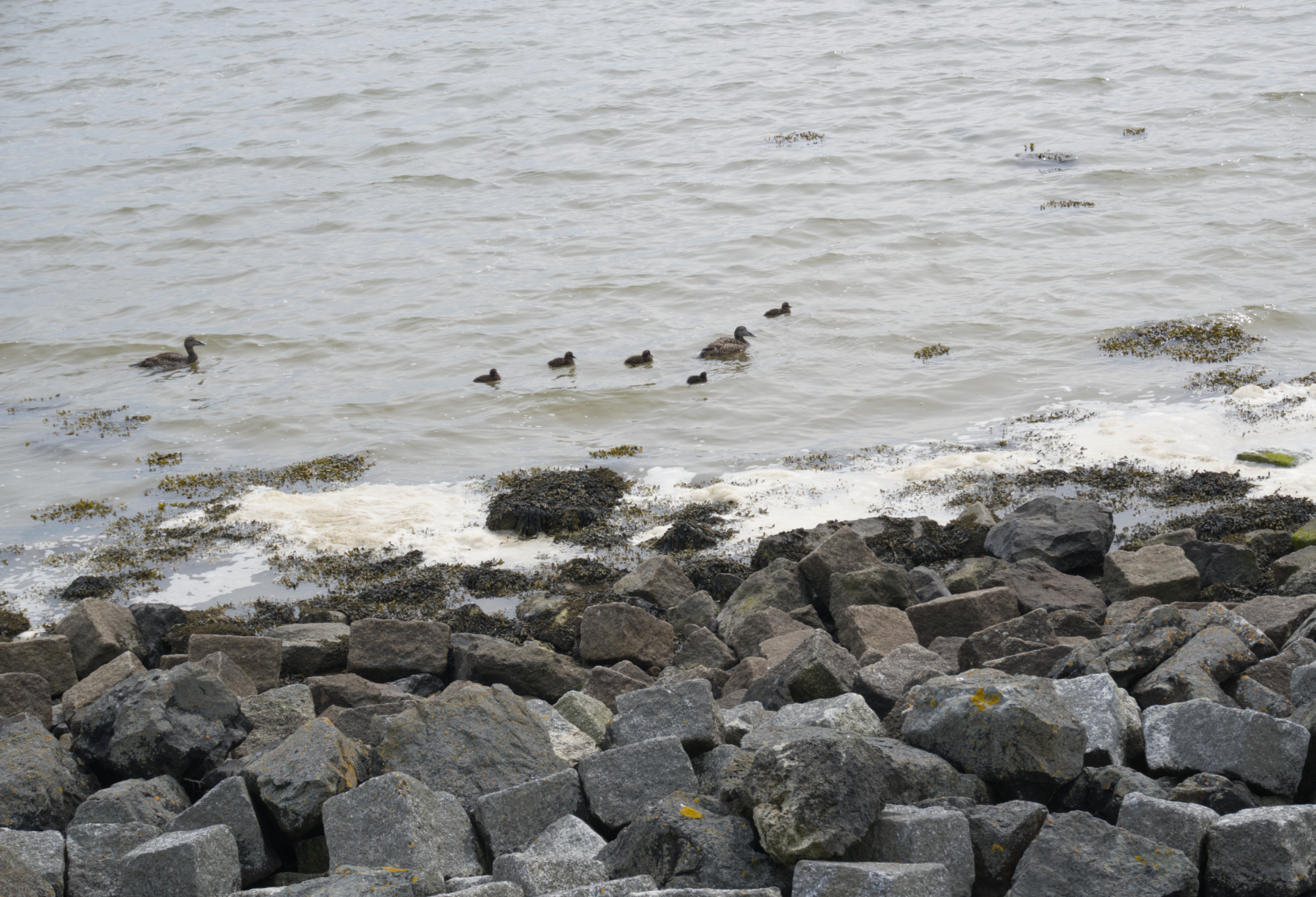 Twee moedereenden en 5 eendenkuikens op de Waddenzee
