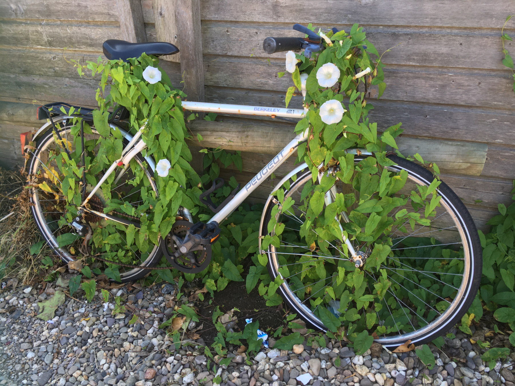 Door bloemen beklommen fiets