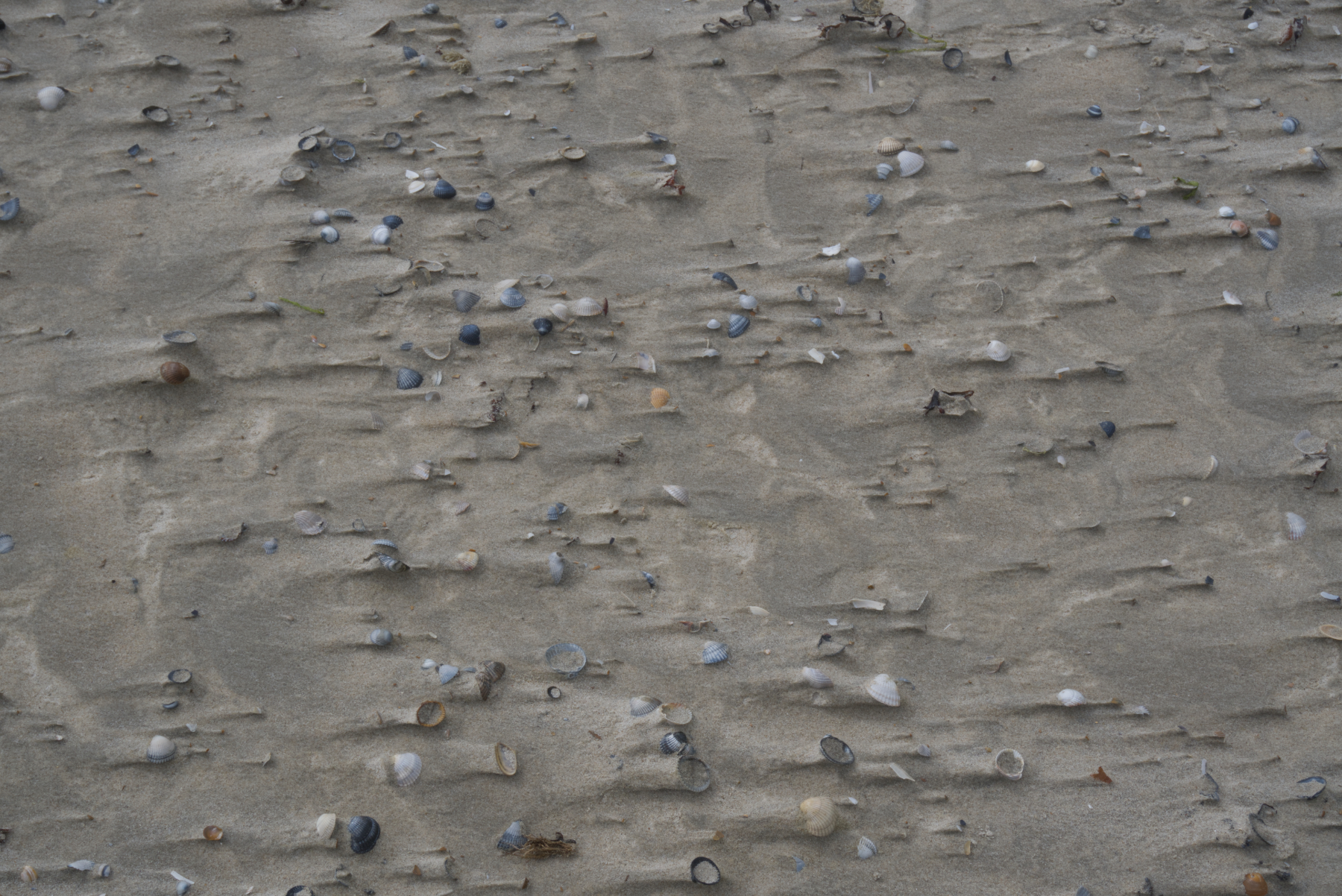 Schelpen zand en harde wind